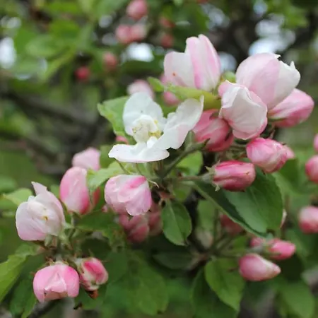 Apartamento Cozy Near And Forrest Tisvildeleje