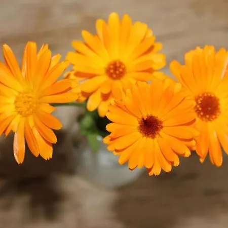 Apartamento Cozy Near And Forrest *